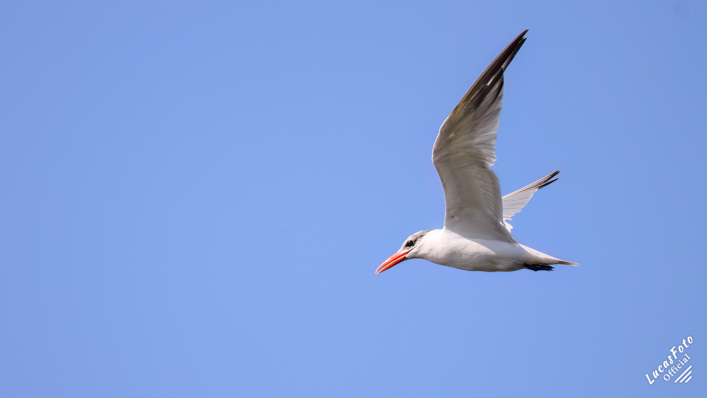 Caspian Tern