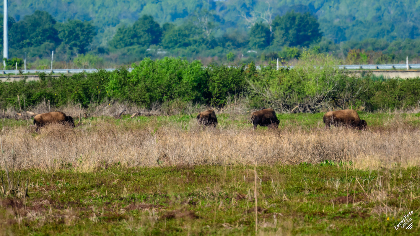 Bison