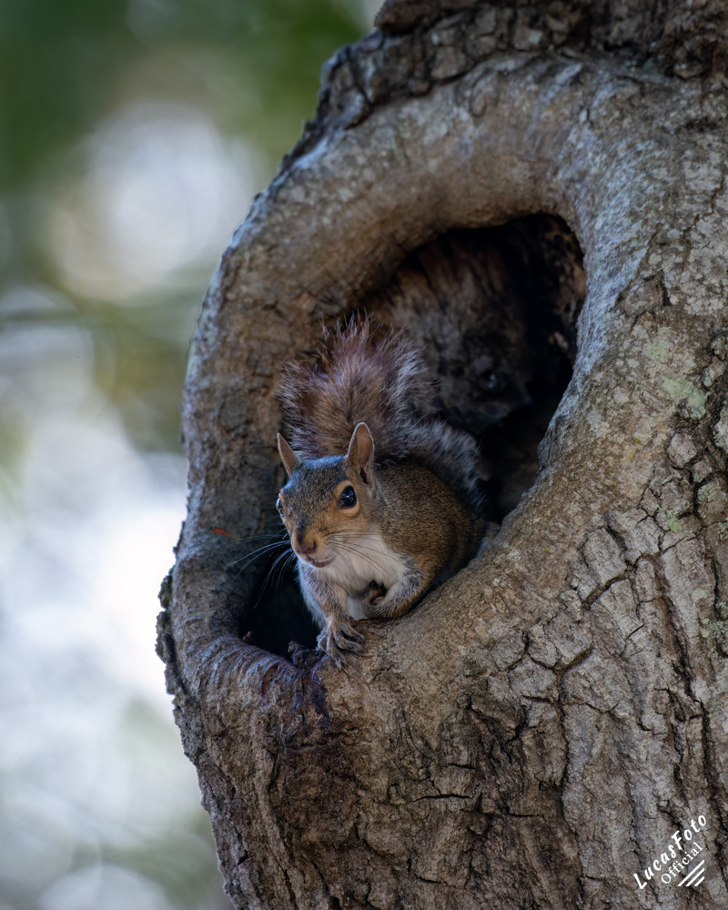 Gray Squirrel