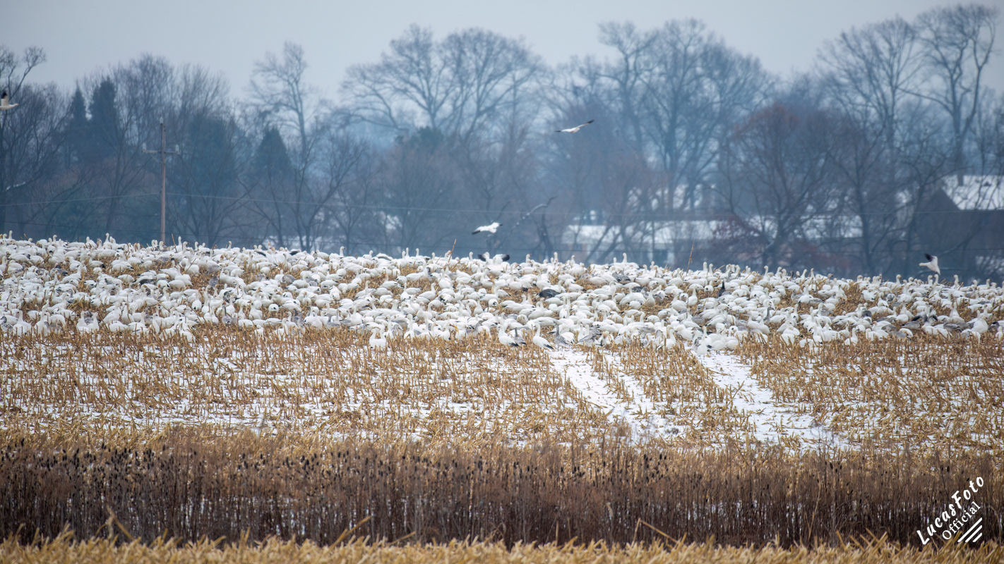 Snow Goose