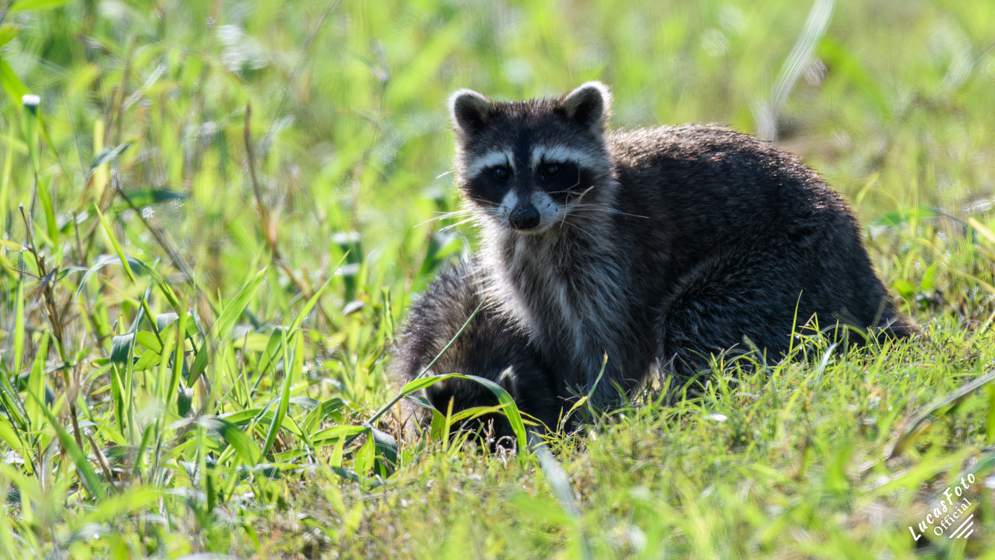 Raccoon