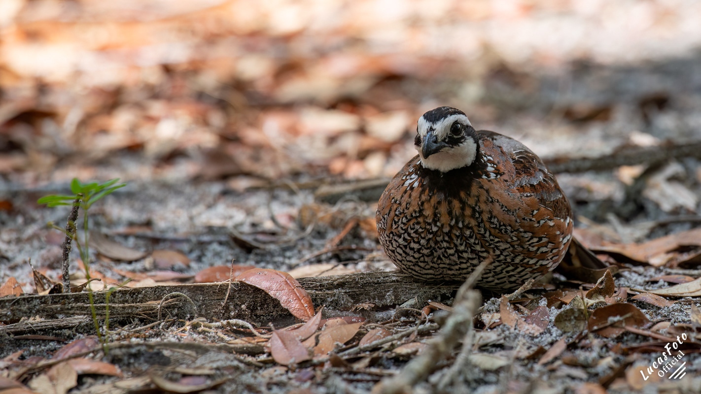 Northern Bobwhite