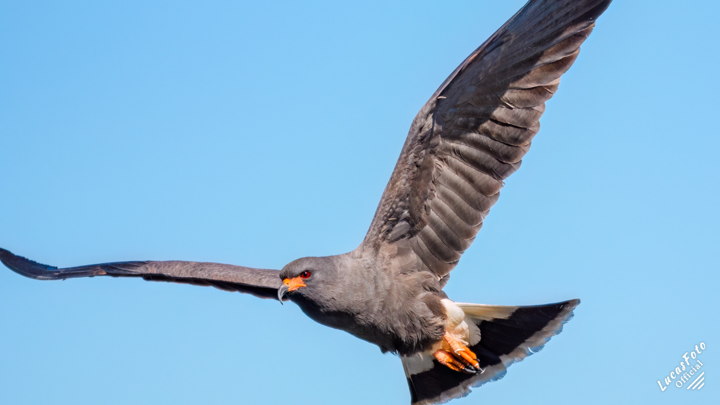 Snail Kite