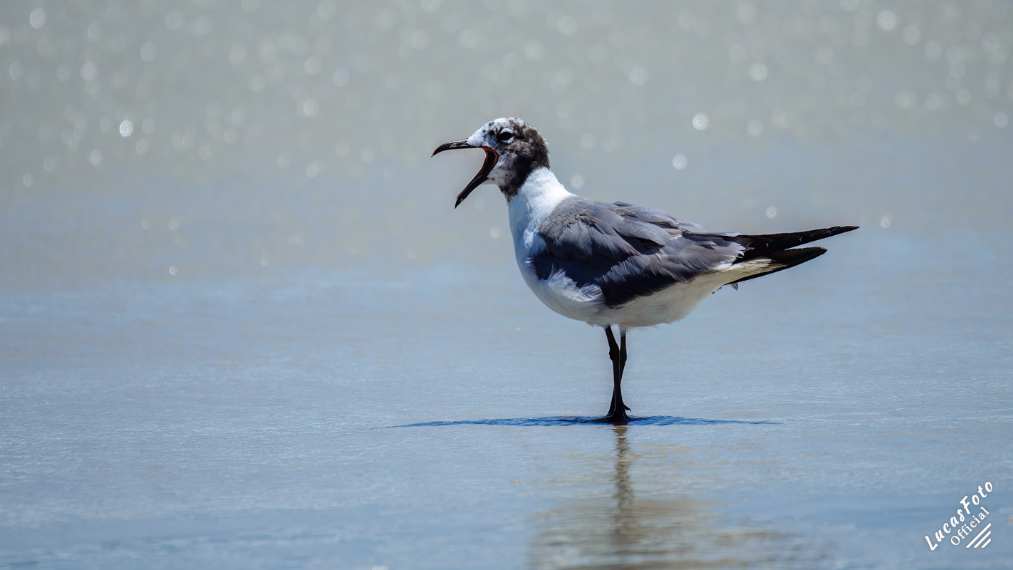 Laughing Gull
