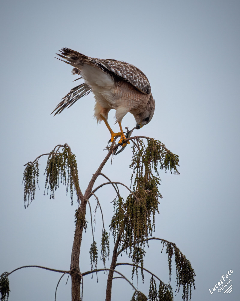 Red-shouldered Hawk