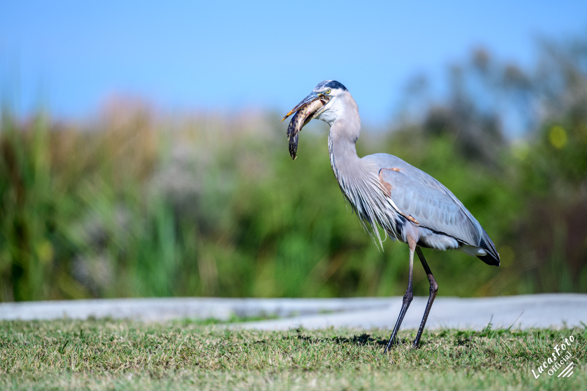 Great Blue Heron