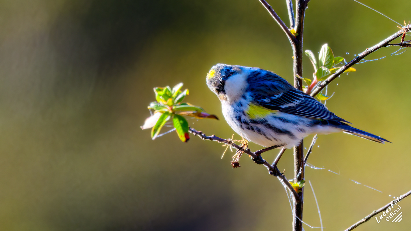 Yellow-rumped Warbler