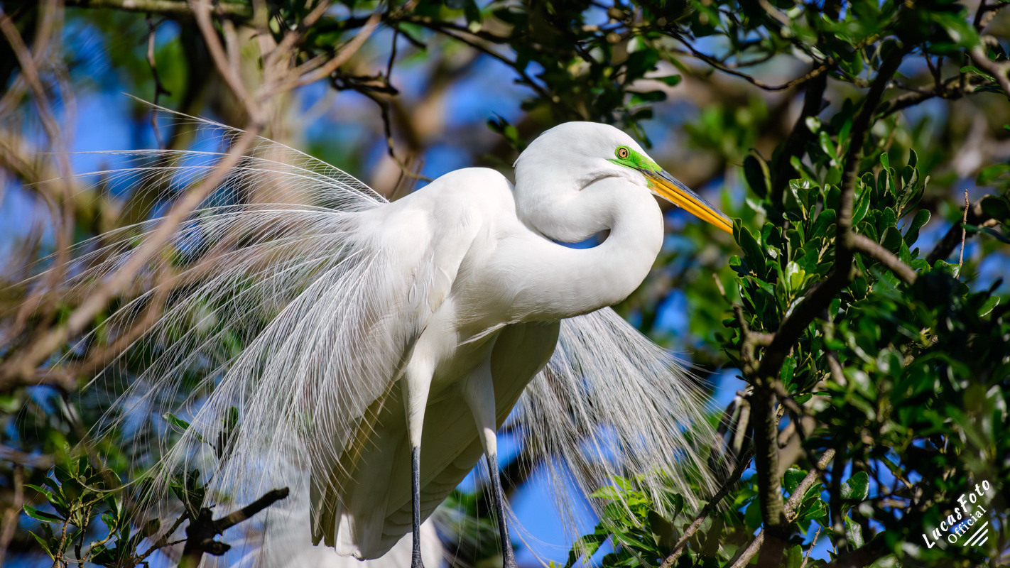 Great Egret