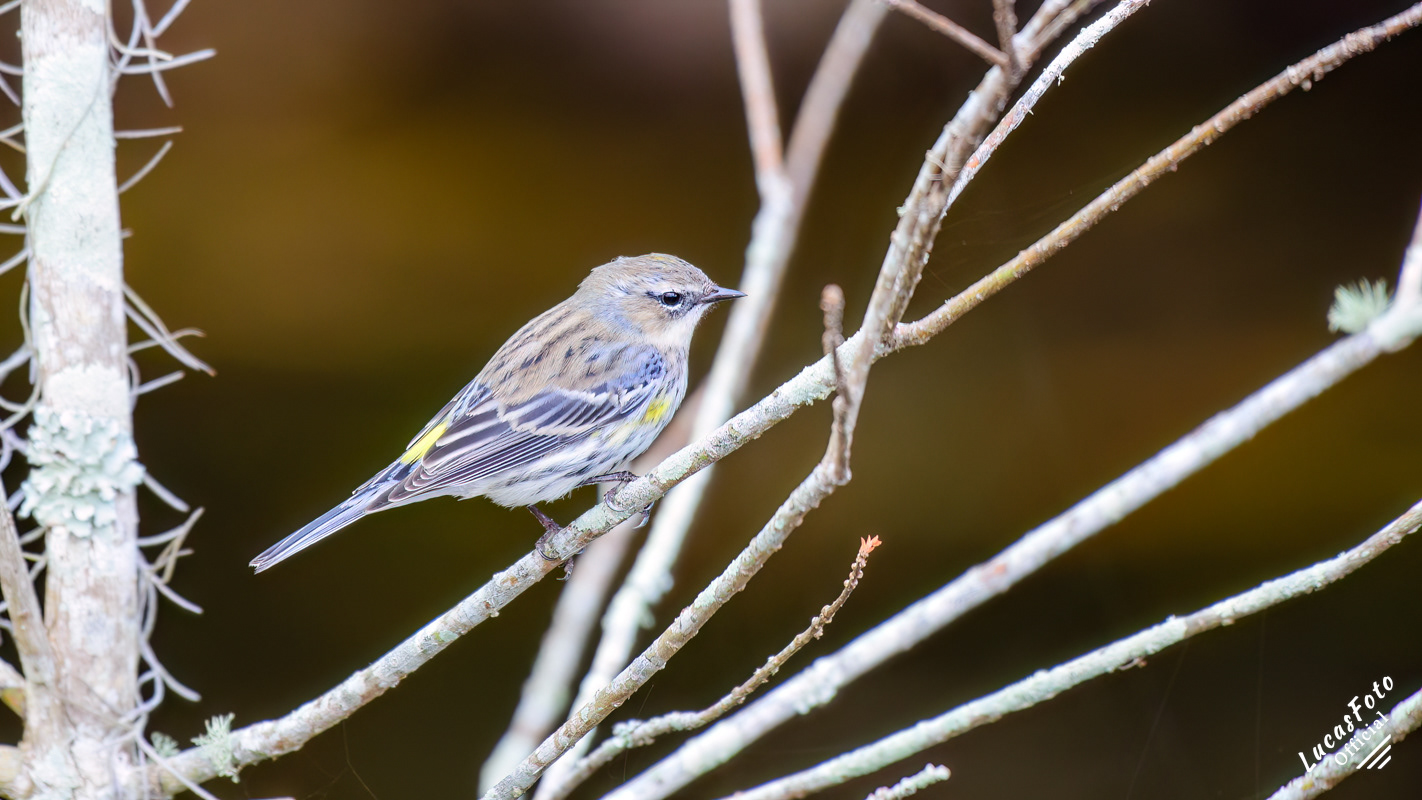 Yellow-rumped Warbler