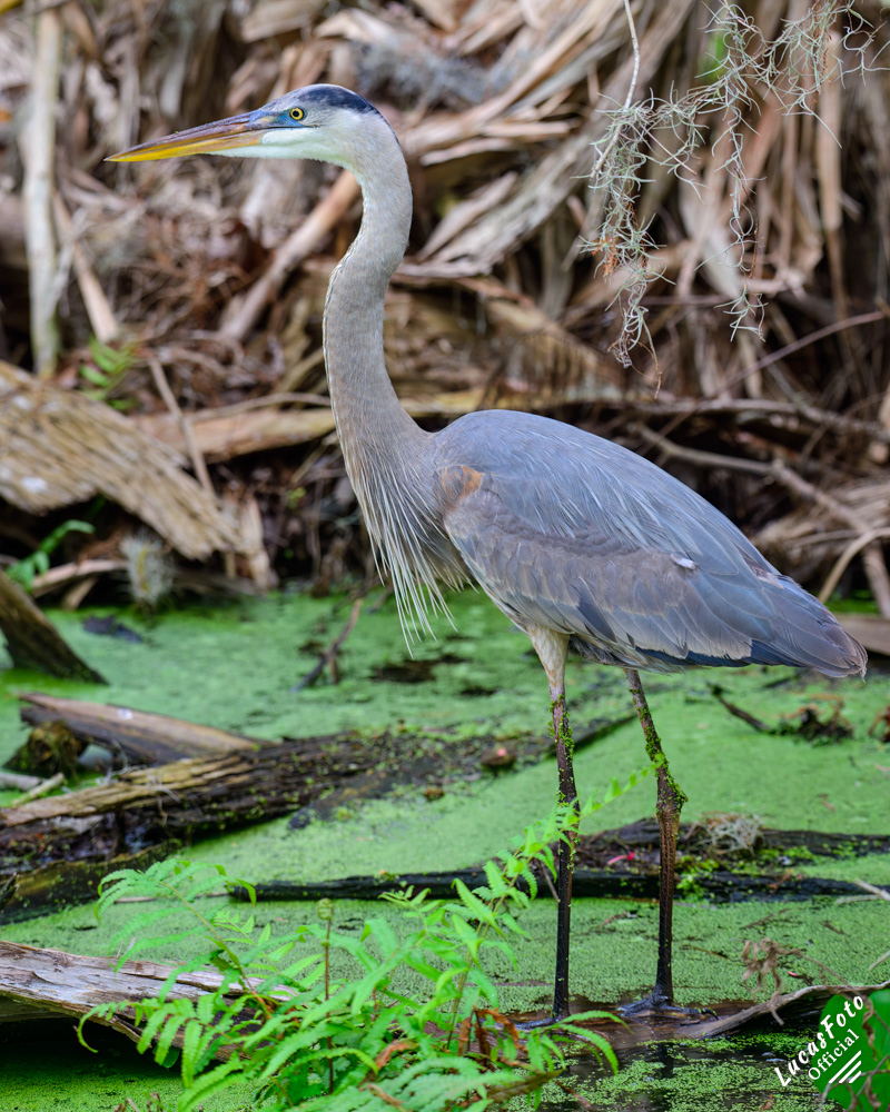 Great Blue Heron