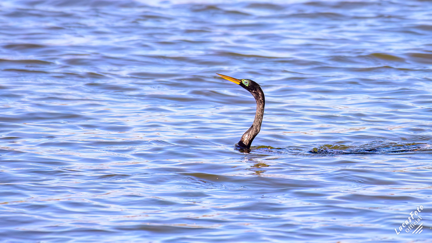 Anhinga