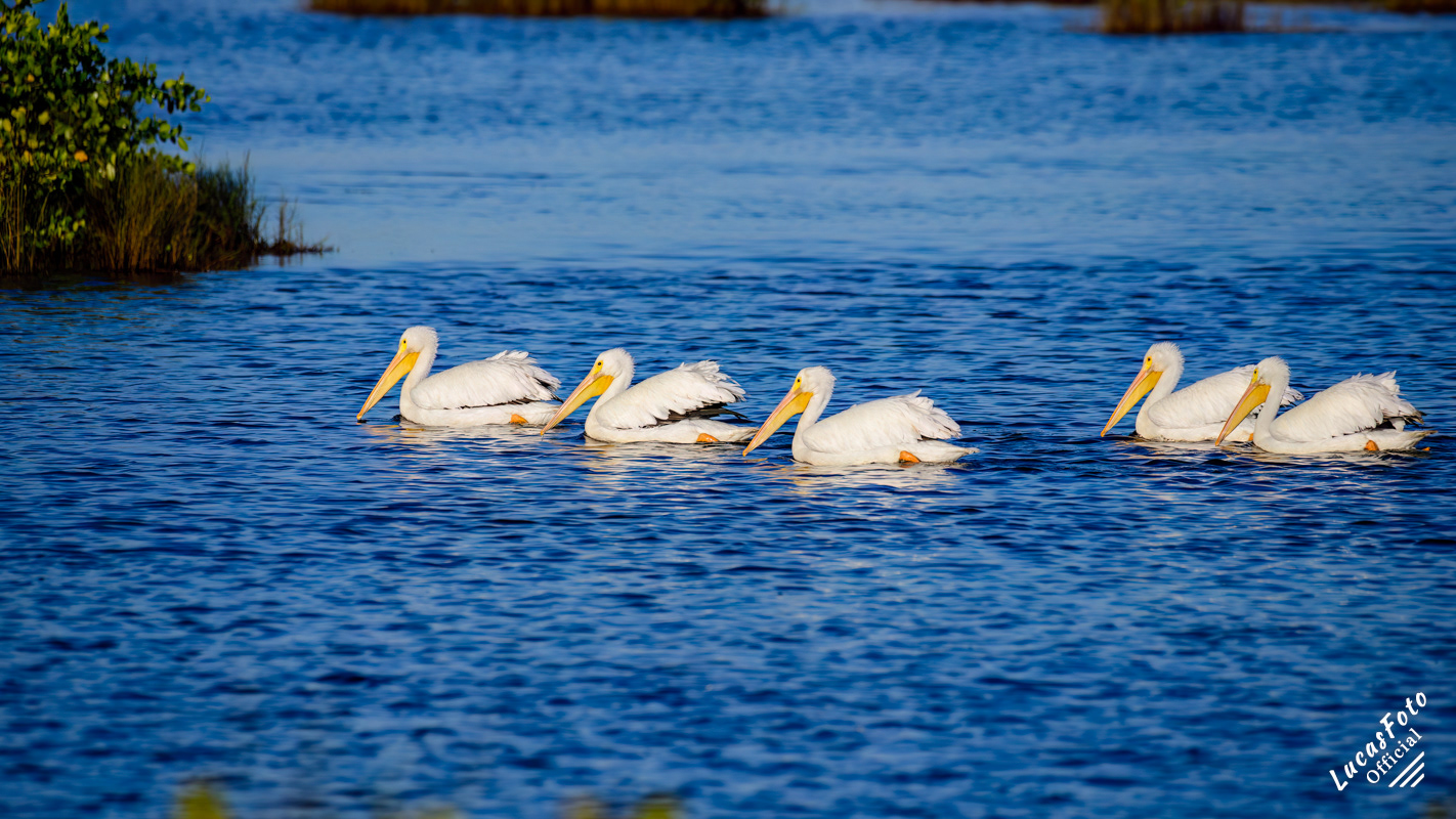 American White Pelican