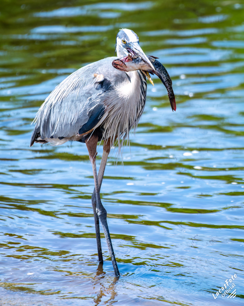 Great Blue Heron