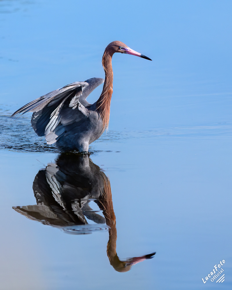 Reddish Egret