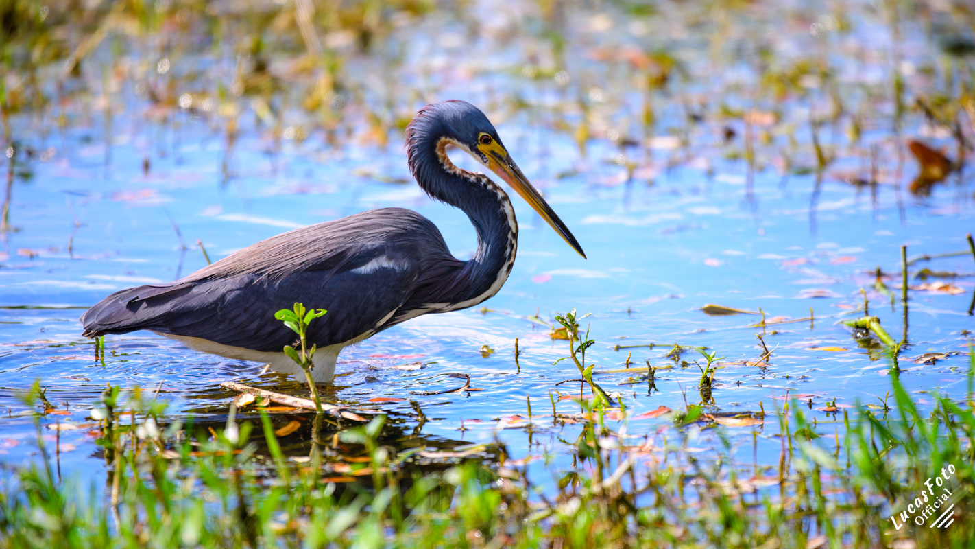 Tricolored Heron