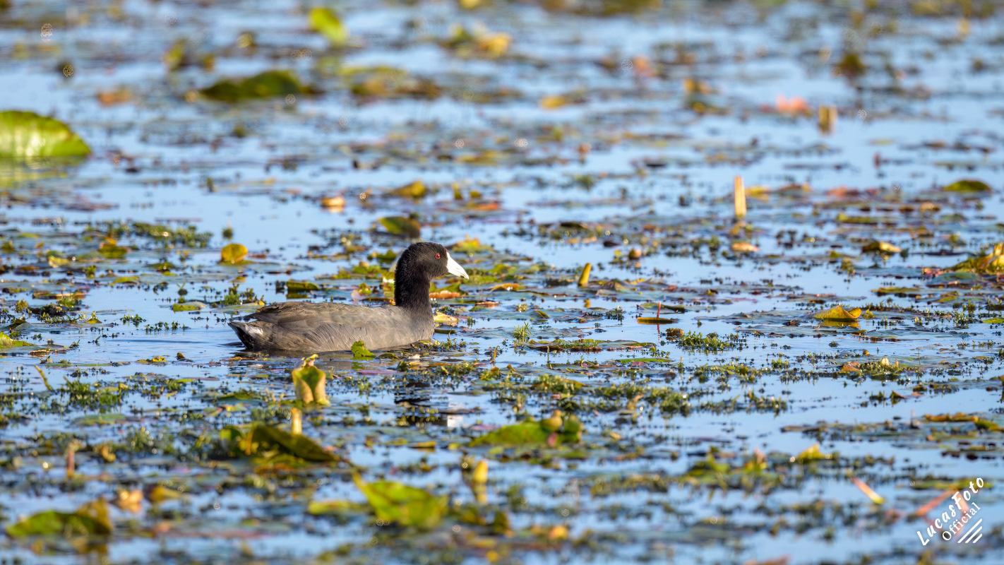 American Coot