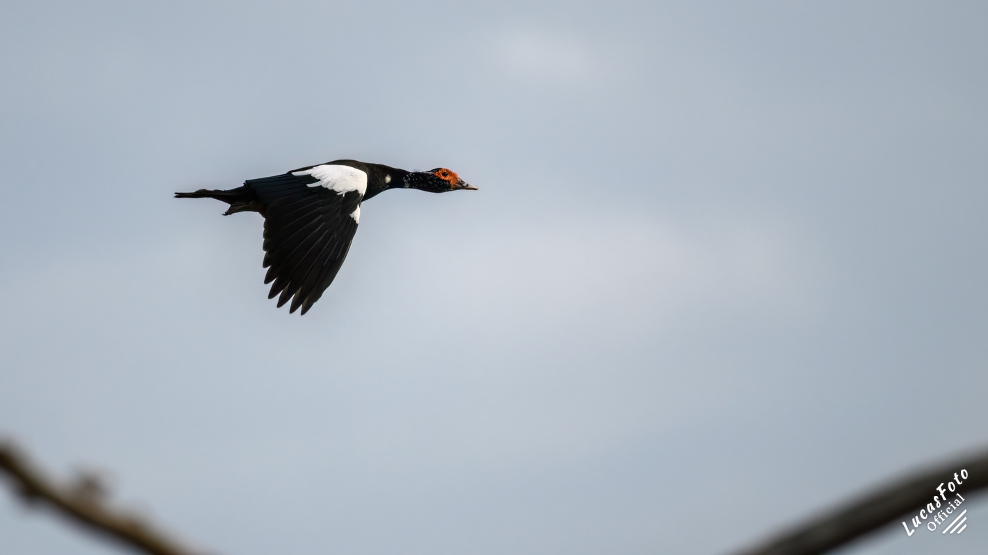 Muscovy Duck