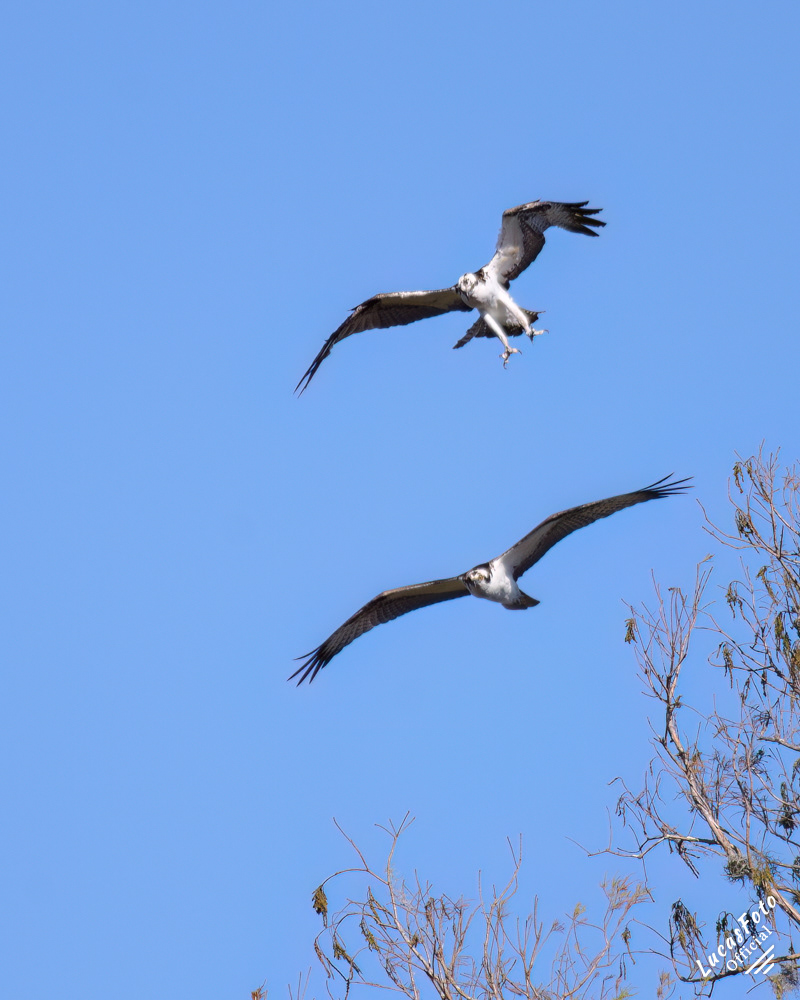 Osprey