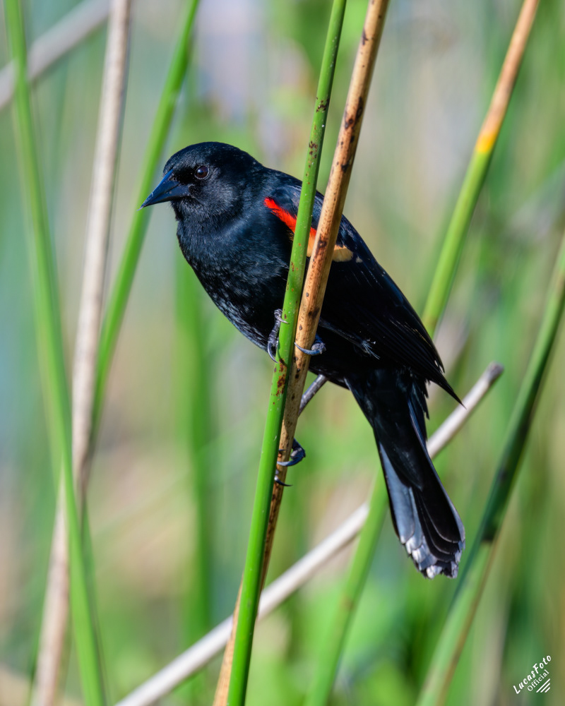 Red-winged Blackbird