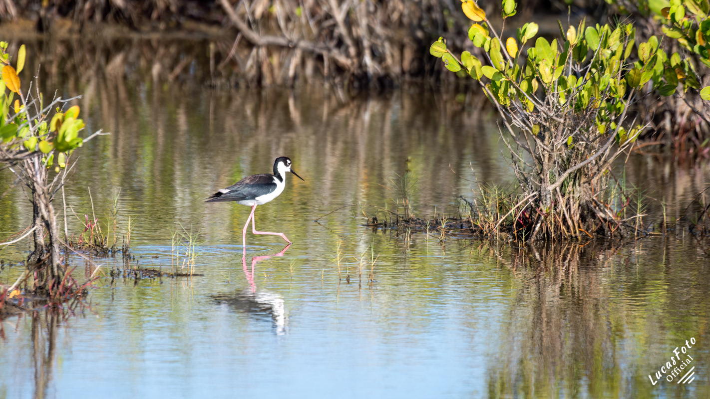 Black-necked Stilt