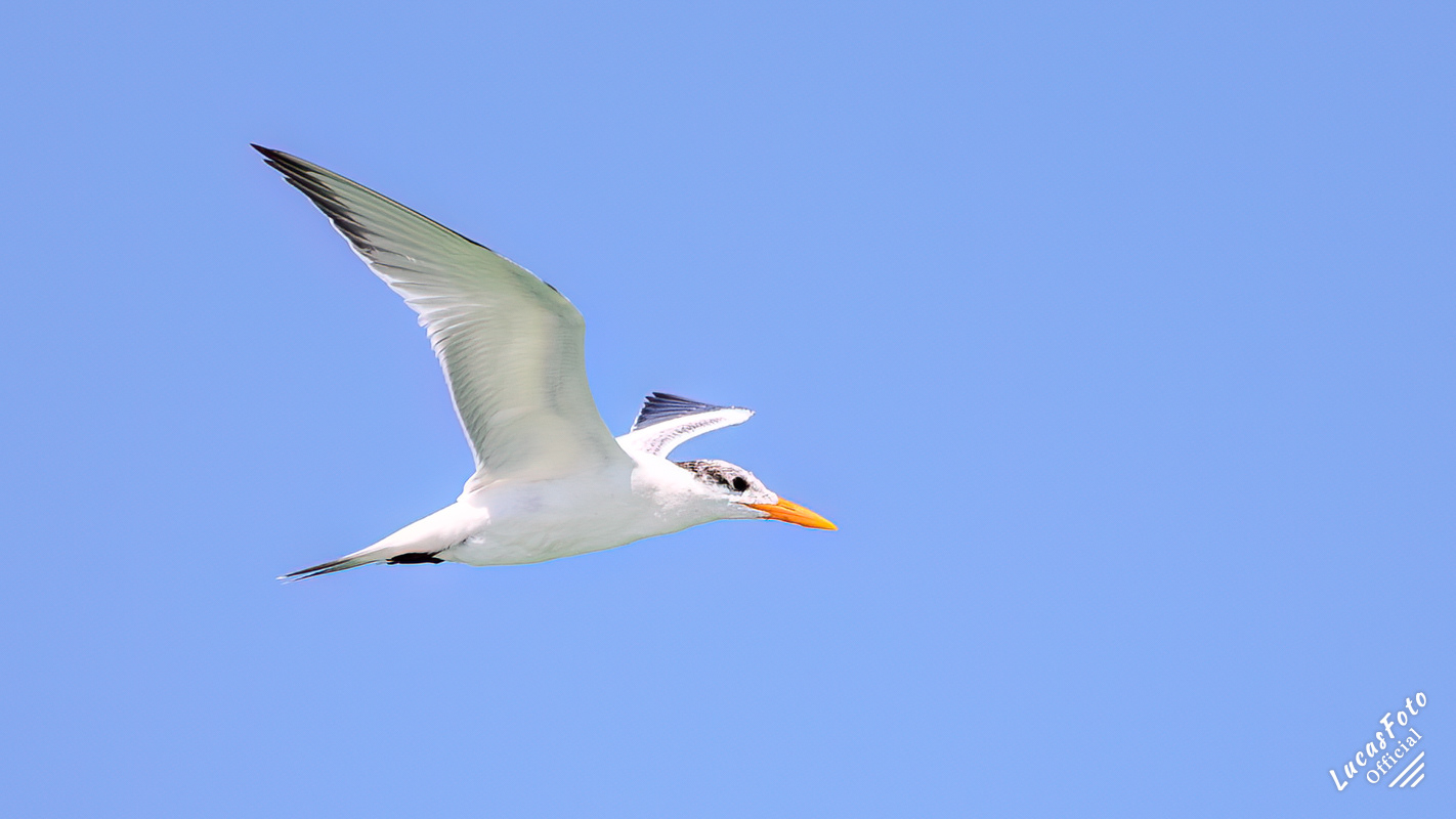 Forster's Tern