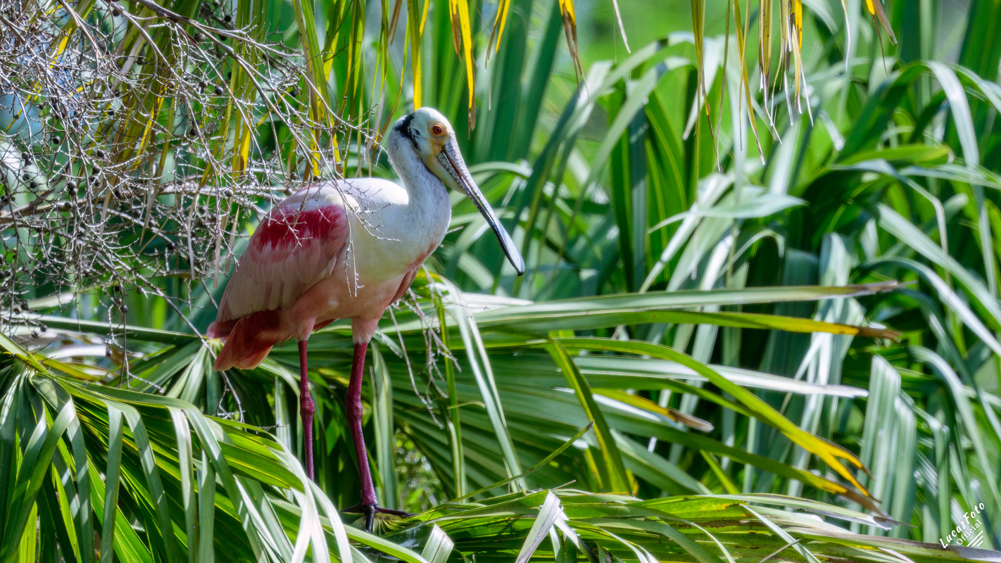 Roseate Spoonbill
