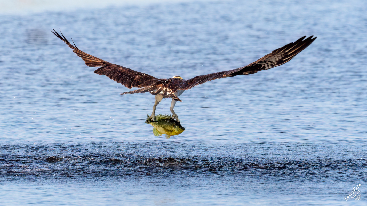Osprey