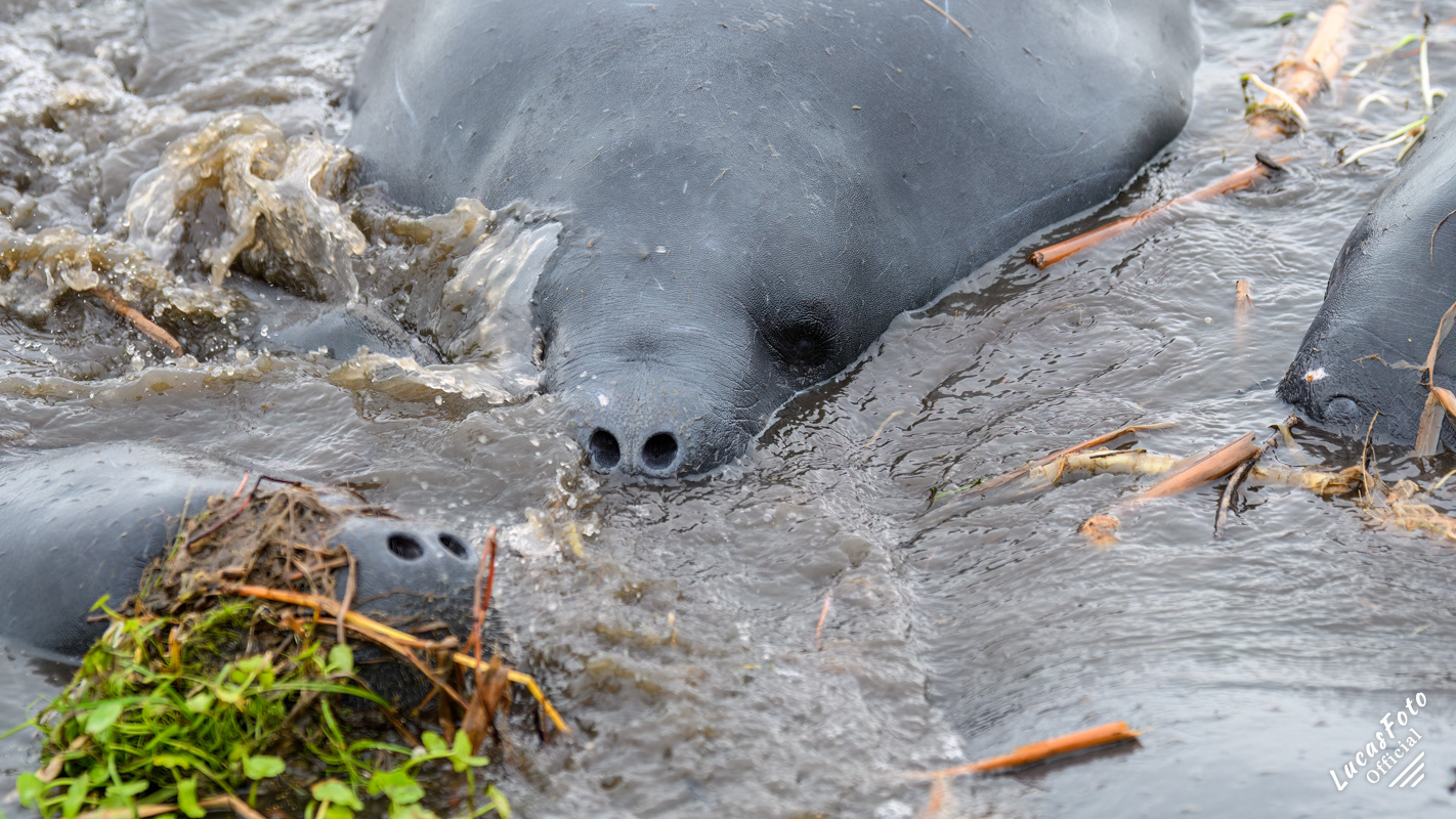 Manatee Mating Ball/Herd