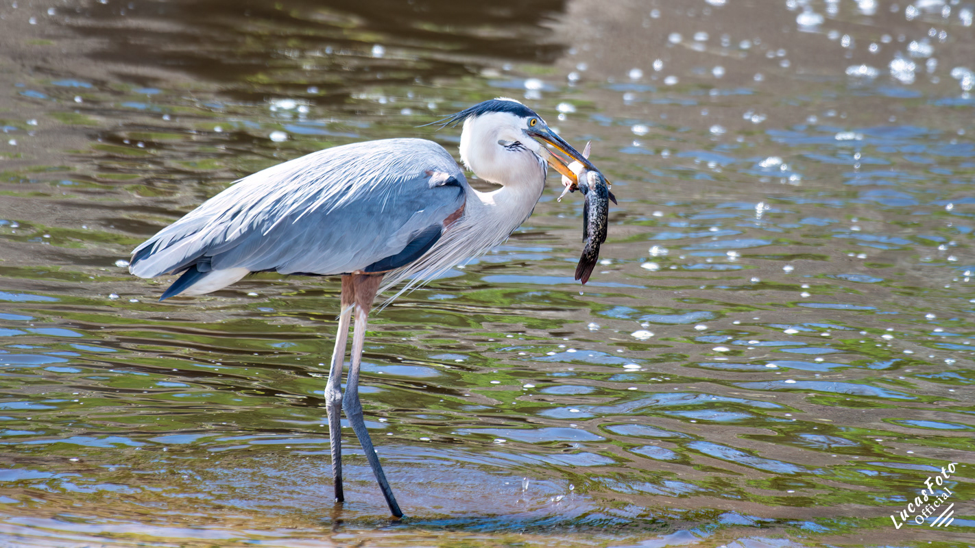 Great Blue Heron