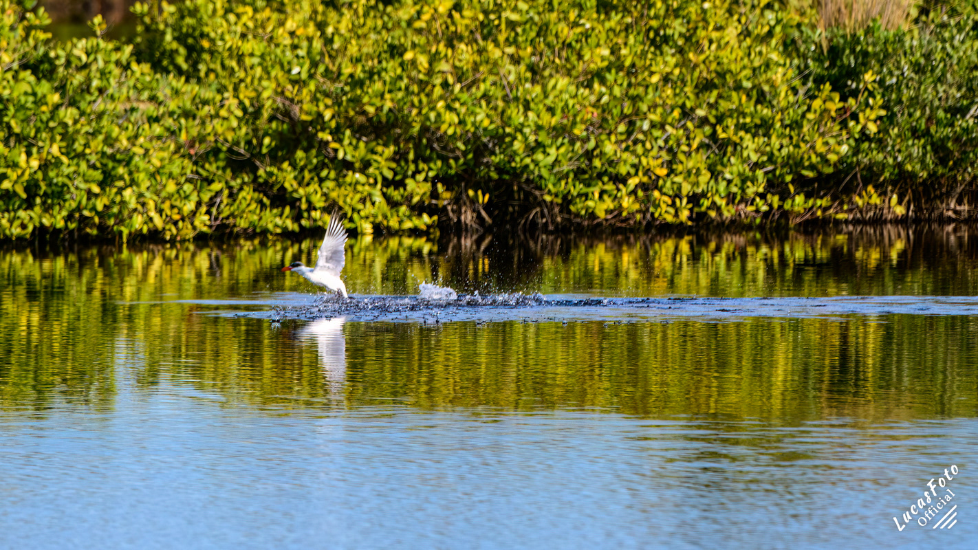 Caspian Tern