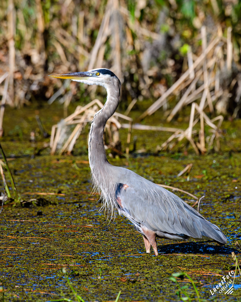 Great Blue Heron