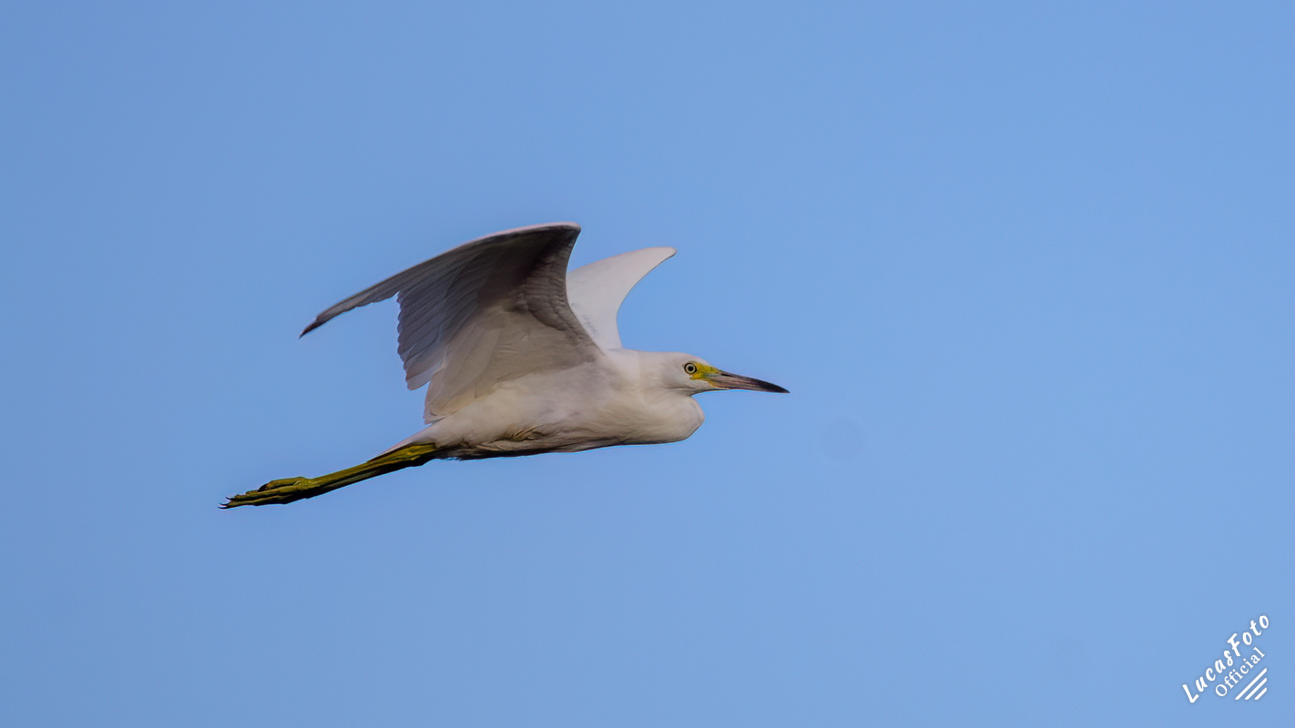 Juvenile Little Blue Heron