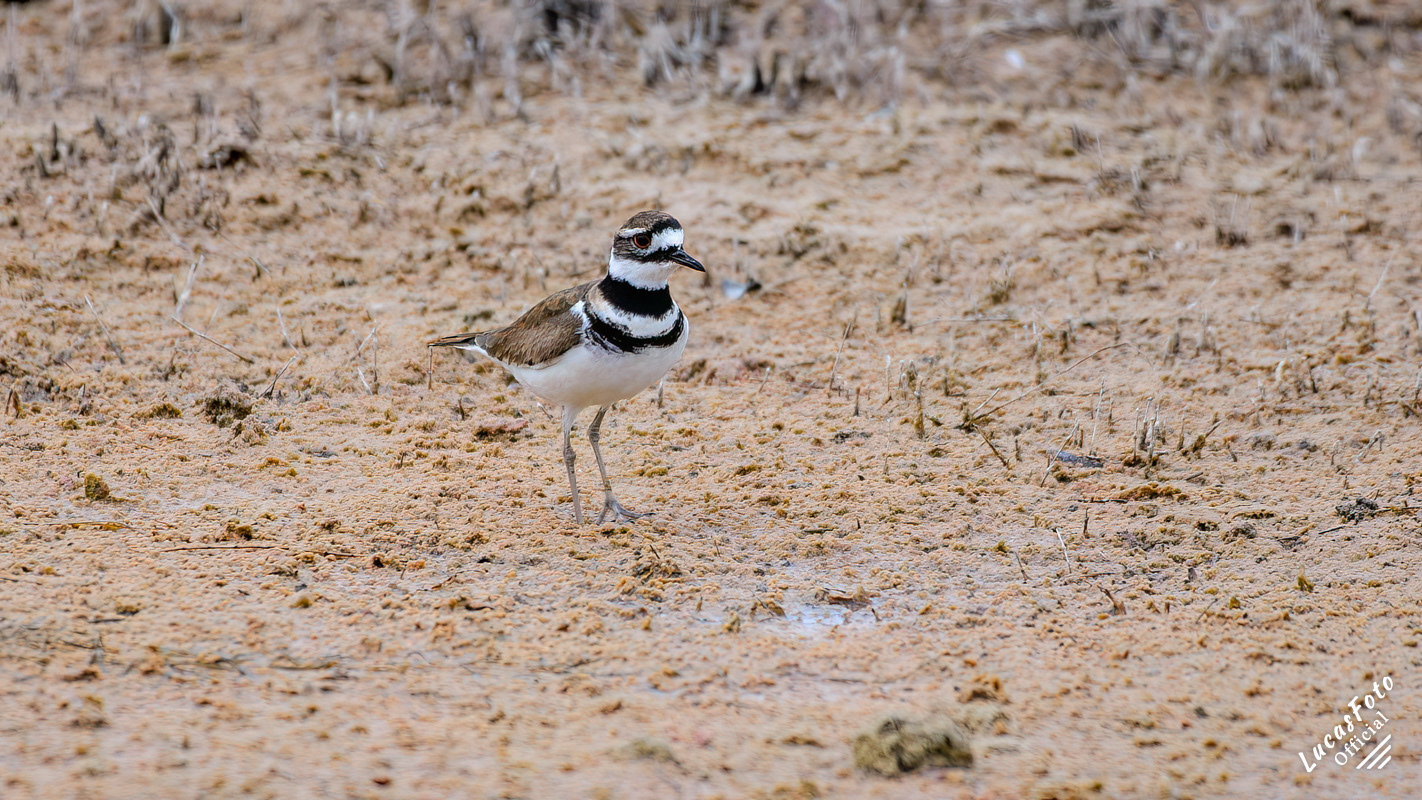 Killdeer