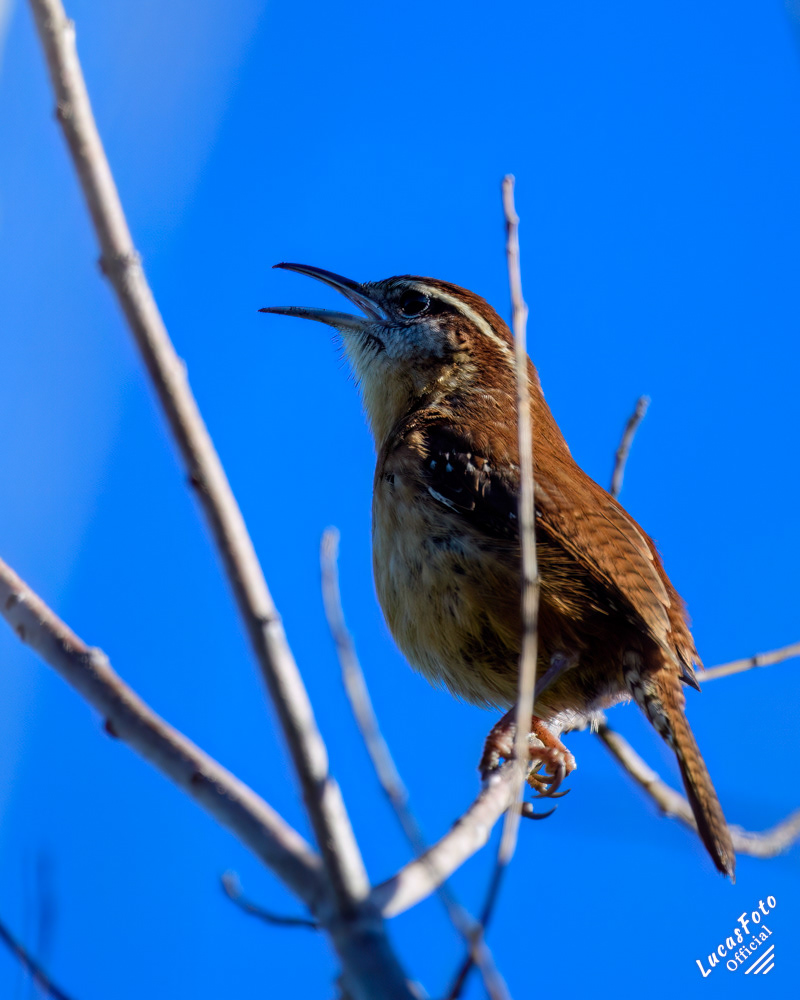 Carolina Wren