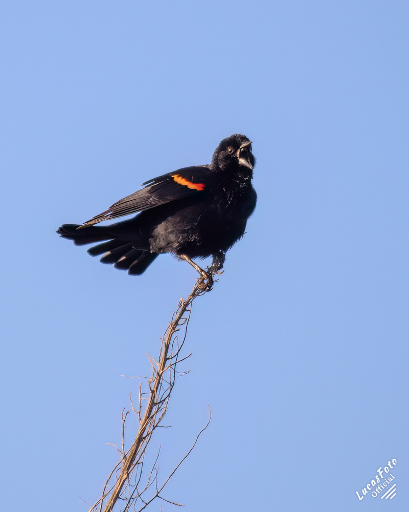 Red-winged Blackbird