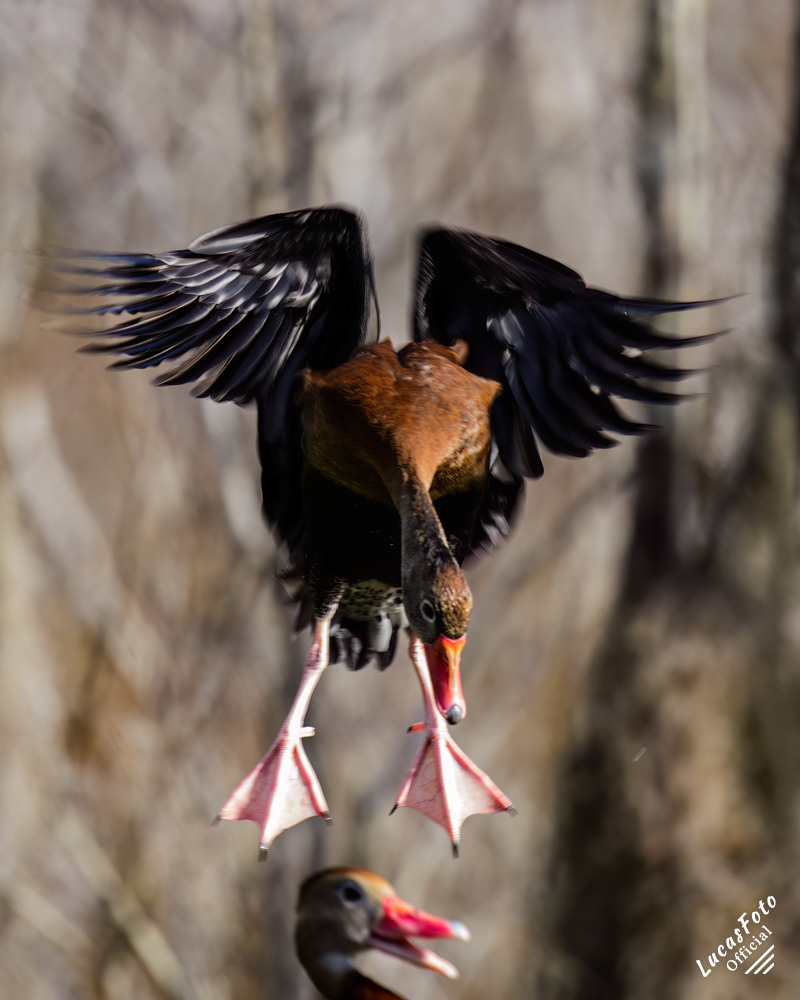 Black-bellied Whistling-Duck