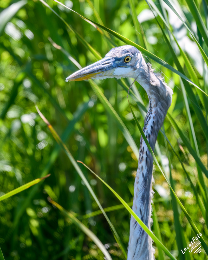 Great Blue Heron (Crooked Neck)