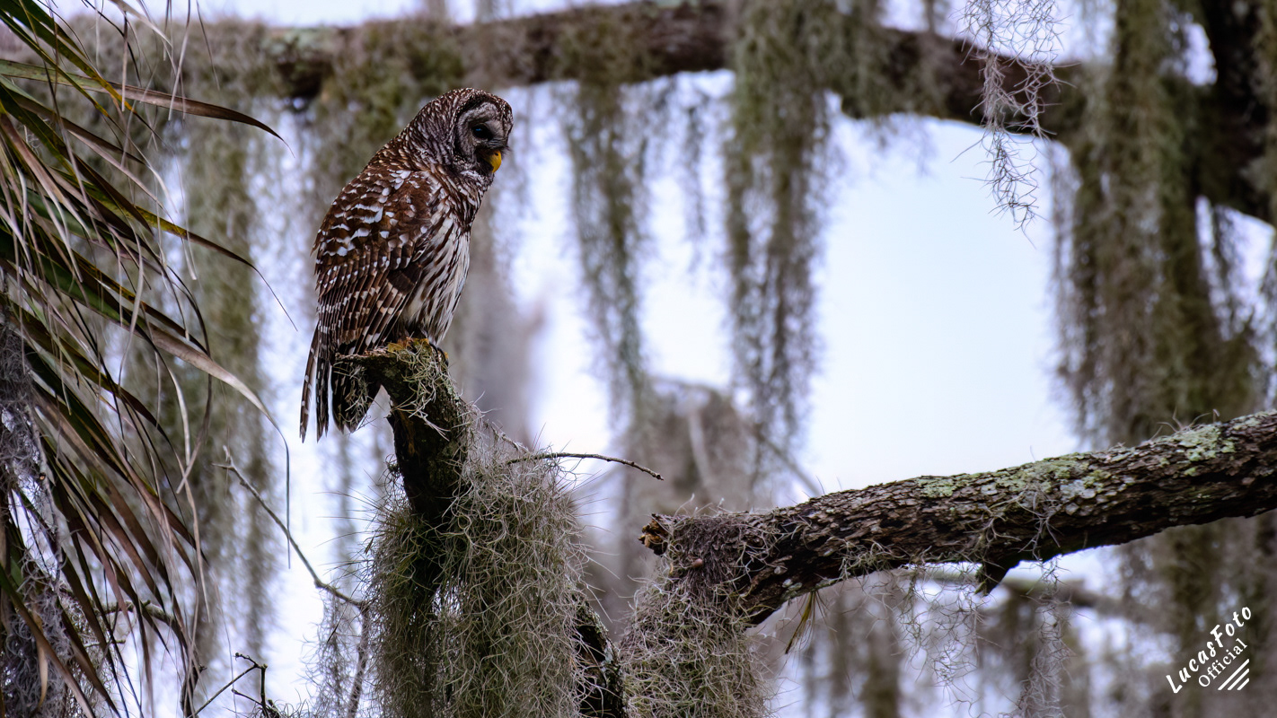 Barred Owl