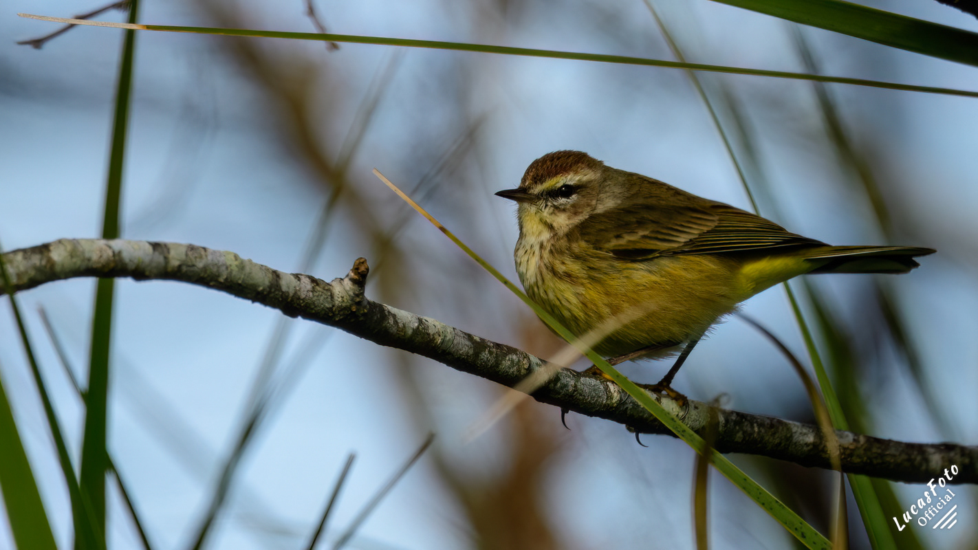 Palm Warbler