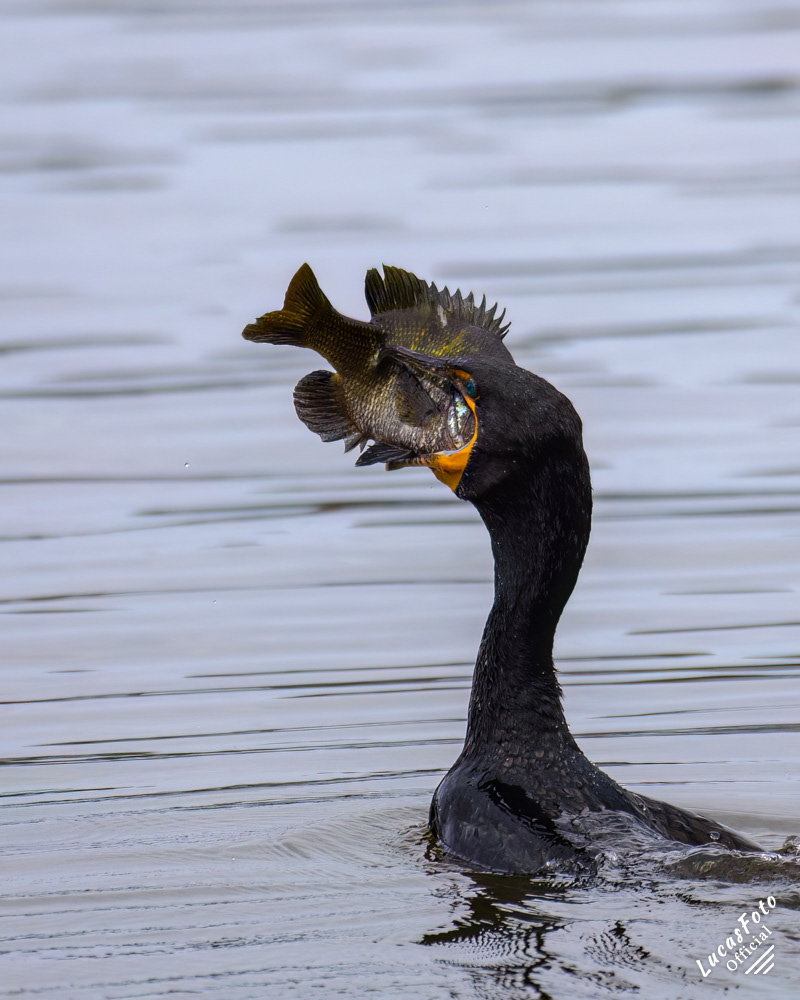 Double-crested Cormorant