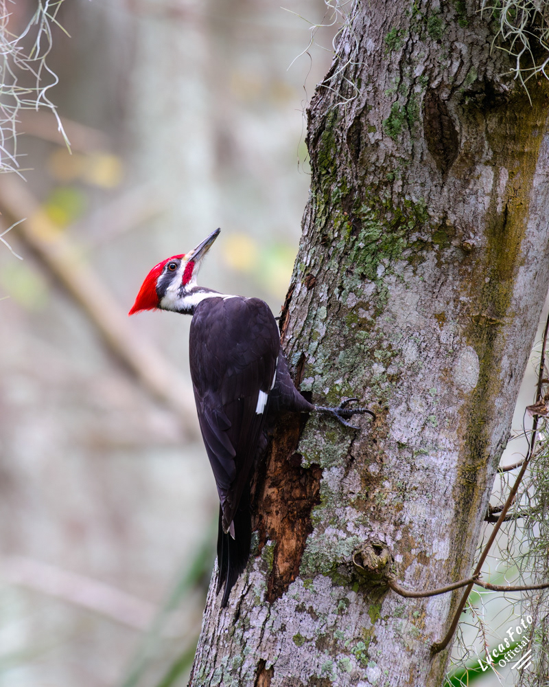 Pileated Woodpecker