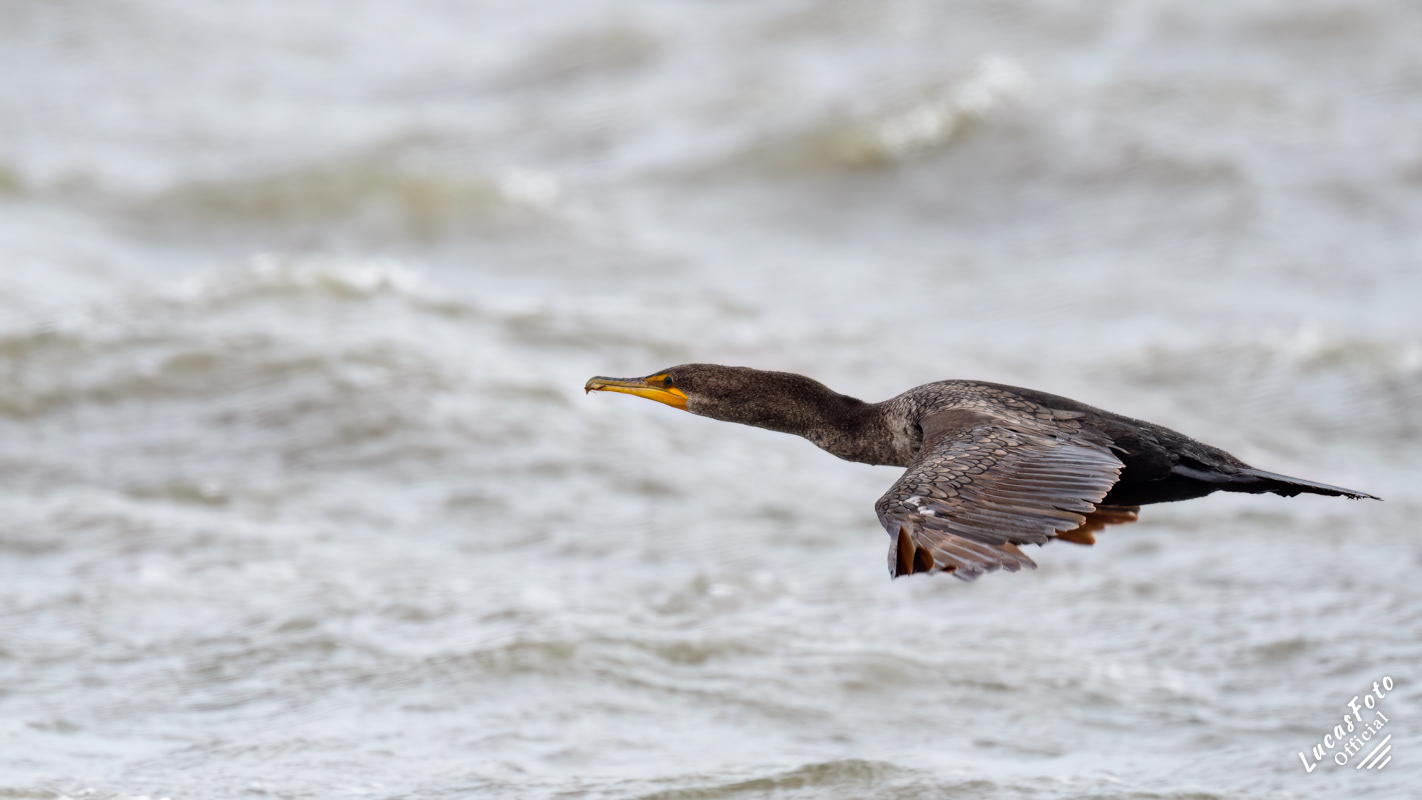 Double-crested Cormorant