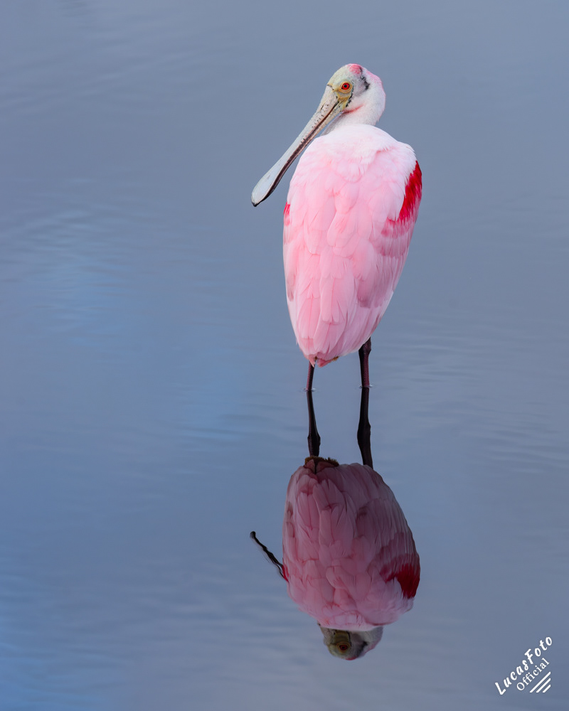 Roseate Spoonbill