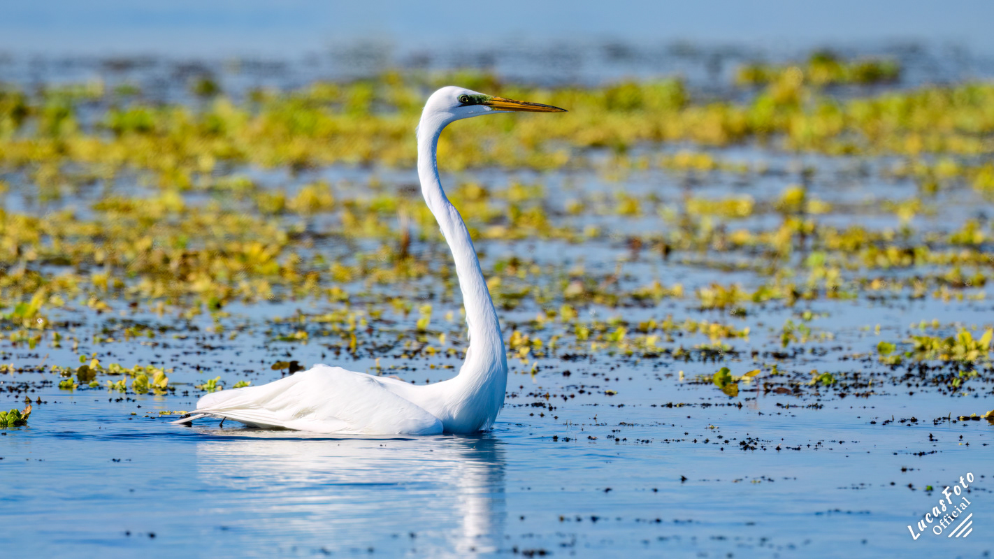 Great Egret