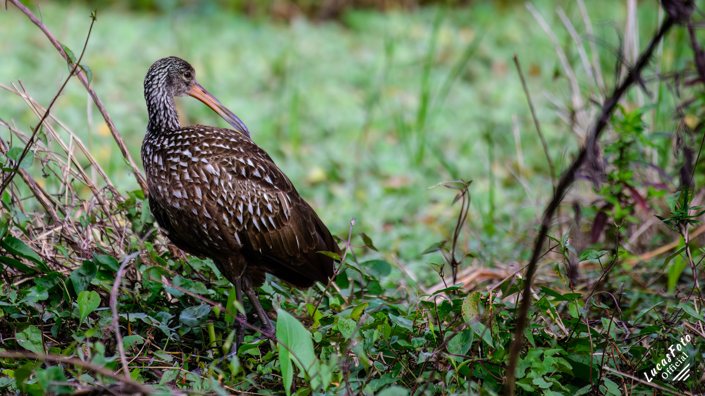 Limpkin