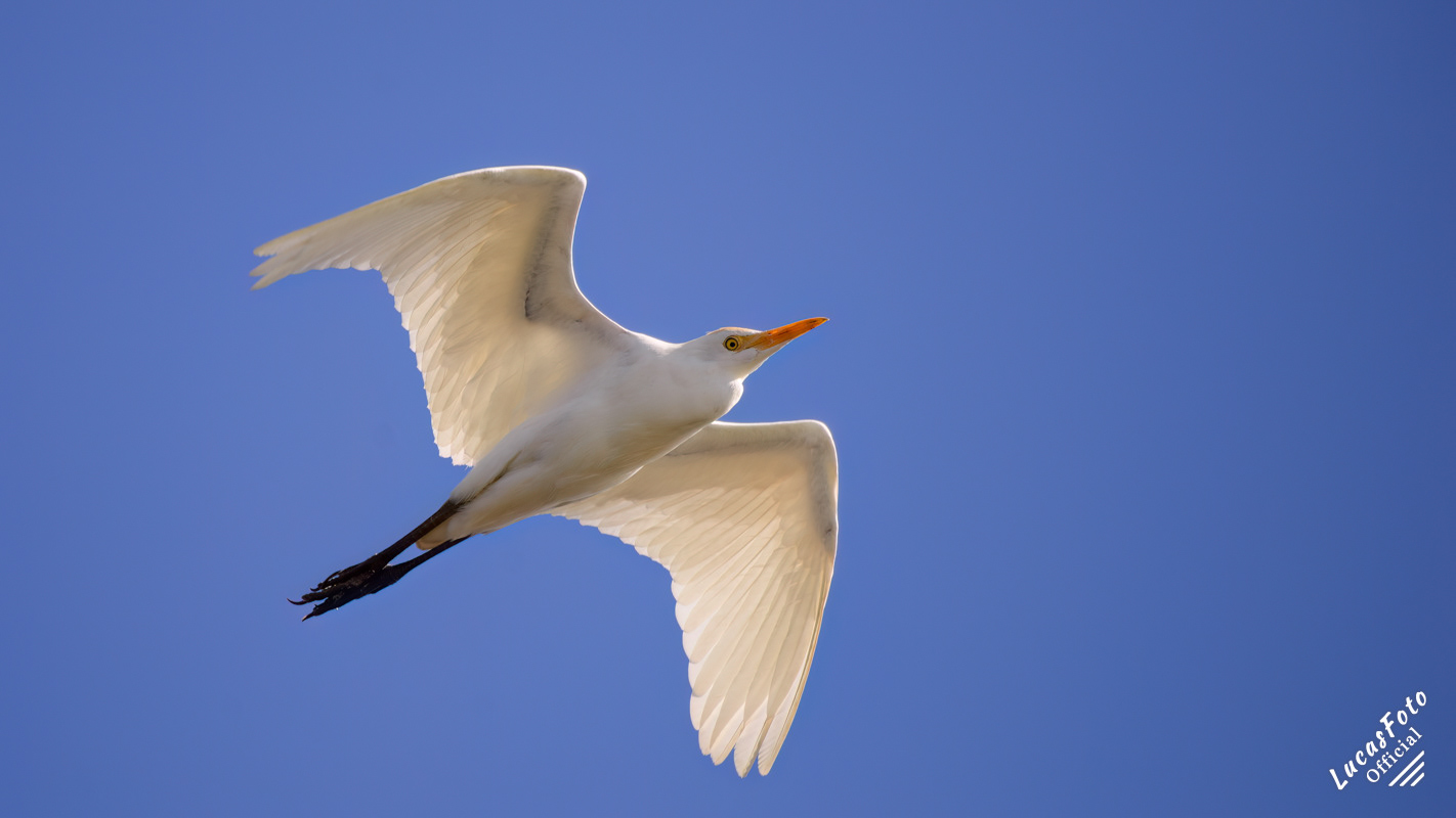 Cattle Egret