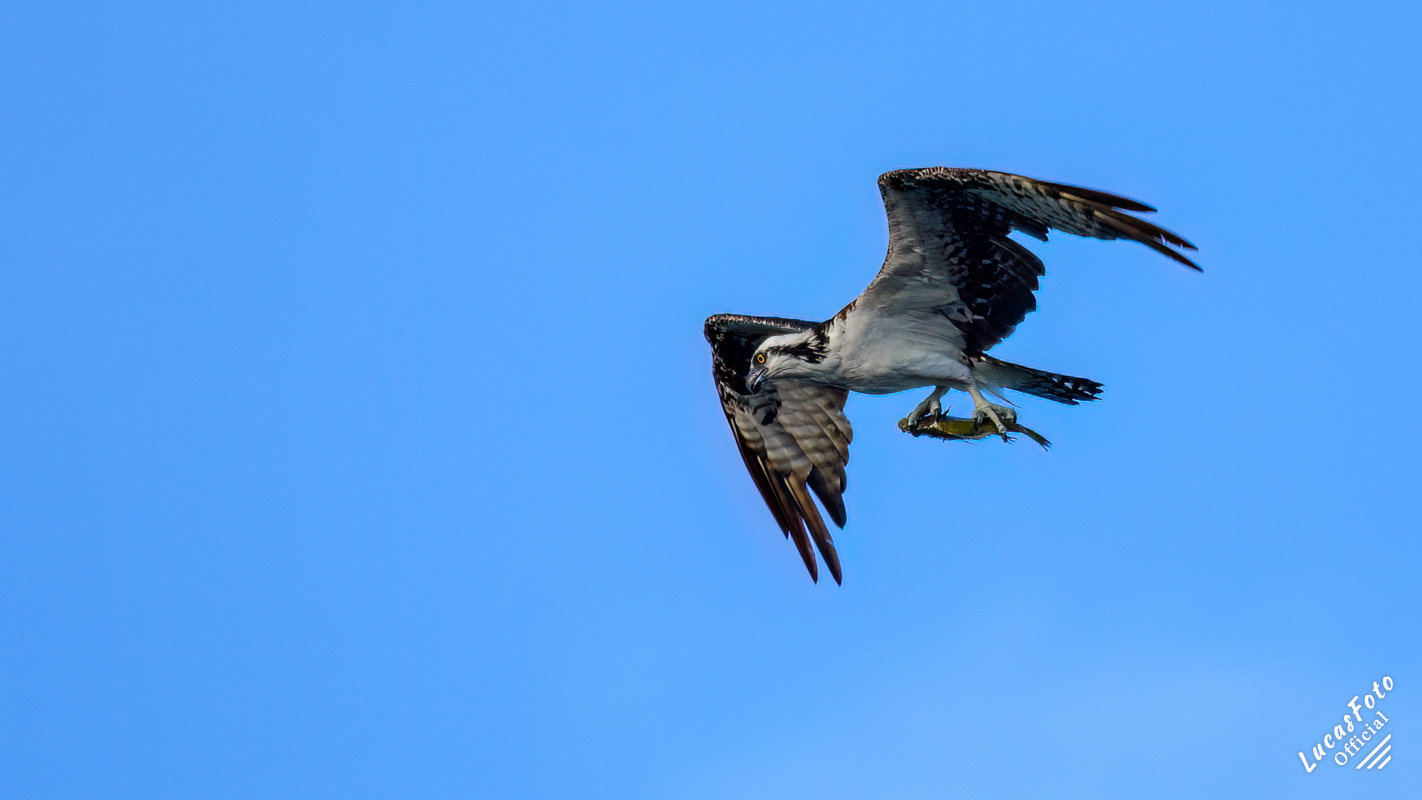 Osprey
