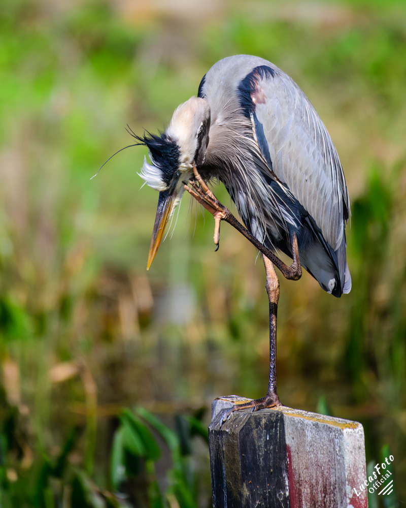 Great Blue Heron
