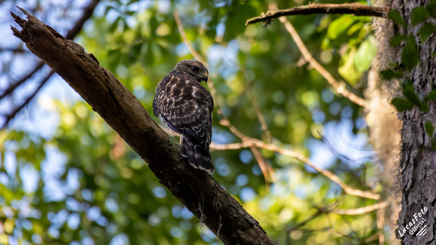 Red-shouldered Hawk