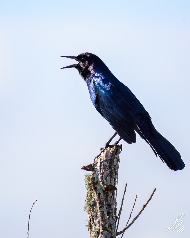Boat-tailed Grackle